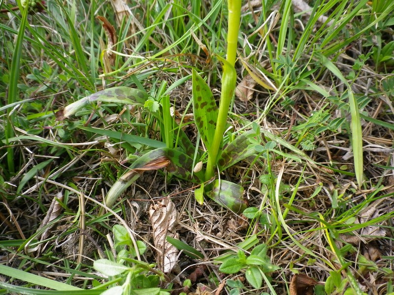 Orchis provincialis